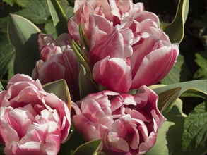 Delicate pink tulips in full bloom with green background, many colourful, blooming tulips in