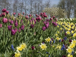Purple tulips and yellow daffodils in a colourful garden in front of a row of trees, many