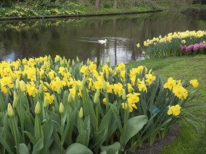 A river bank in spring with yellow daffodils and a grass green background, ducks swimming in the