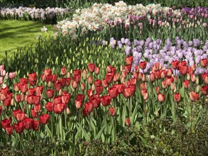A flower bed full of red and pink tulips surrounded by green grass in spring, many colourful,
