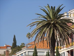 Tall palm trees in front of sunny, Mediterranean buildings under a clear blue sky, the old town of