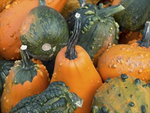 Close-up of various uneven pumpkins in shades of orange and green, many colourful pumpkins for
