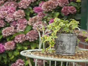 Close-up of a plant pot with ivy on a decorated garden table in front of blooming hydrangeas,
