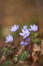 Close-up of Common Hepatica (Anemone hepatica) blossoms in a forest in spring, Bavaria, Germany,