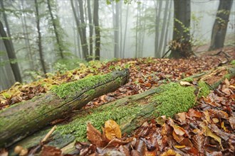 Landscape of a foggy forest in autumn, Bavaria, Germany, Europe