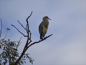 A whistling heron (Syrigma sibilatrix) on a tree, Buenos Aires, Argentina, South America
