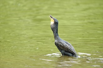 Close-up of a great cormorant (Phalacrocorax carbo) on a little lake in summer