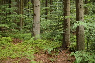 Landscape of a mixed forest in early summer, Bavaria, Germany, Europe