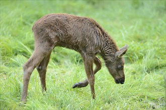 Close-up of a Eurasian elk (Alces alces) youngster in a forest in early summer, Bavarian Forest