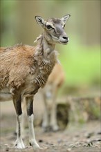 Close-up of a mouflon (Ovis orientalis orientalis) standing in a forest in spring