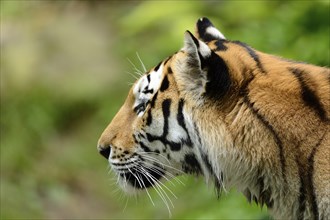 Close-up of a Siberian tiger (Panthera tigris altaica) in a forest, captive