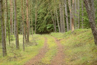 Landscape of a little way in a mixed forest in summer, Bavaria, Germany, Europe