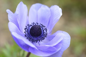 Close-up of a poppy anemone (Anemone coronaria) blossom in a garden in spring
