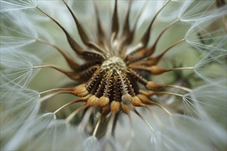 Macro photograph of the seeds of a medicinal dandelion plant, Taraxacum officinale, in nature