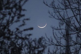 A crescent moon shining in a dark night sky framed by tree branches