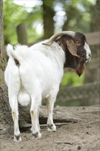 Close-up of a Boer goat in a park in spring