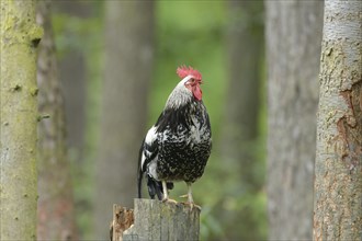 Close-up of a chicken (Gallus gallus domesticus) rooster in spring