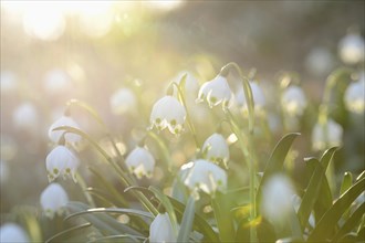 Spring Snowflake (Leucojum vernum) blossoms in a forest on a sunny evening in spring