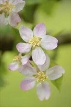 Close-up of apple (malus) tree blossoms in spring