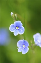 Blossoms from a germander speedwell or bird's-eye speedwell (Veronica chamaedrys)