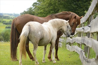 Close-up of a pony (Equus ferus caballus) and a horse (Equus ferus caballus) on a meadow in spring