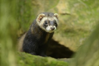 Ferret (Mustela putorius) stands on a rock, captive