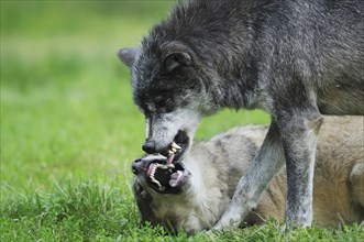 Two algonquin wolves (Canis lupus lycaon) fighting in a meadow, captive, Germany, Europe