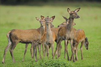 Red deer (Cervus elaphus) youngstera standing in a meadow at the edge of the woods