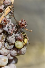 Common wasp (Vespula vulgaris) sitting on overripe grapes, Moselle, Rhineland-Palatinate, Germany,