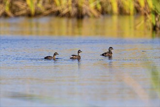 Least grebe (Tachybaptus dominicus) Pantanal Brazil