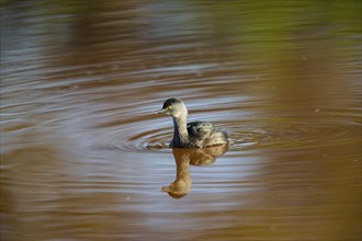 Least grebe (Tachybaptus dominicus) Pantanal Brazil