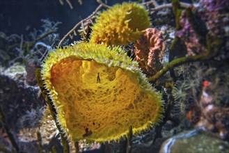 Yellow vase sponge, (Callyspongia sp.) with fish, Wakatobi Dive Resort, Sulawesi, Indonesia, Asia