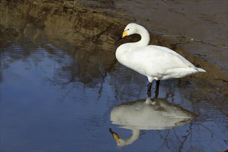 Whooper swan (Cygnus cygnus), adult bird, standing on the shore of a lake, Amsterdamm, Holland,