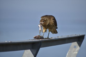 Chimango caracara (Phalcoboenus chimango, syn.: Milvago chimango) eating a fish, Buenos Aires,