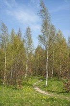 Path in a birch forest (Betula pendula) in springtime in Ystad, Skane county, Sweden, Scandinavia,