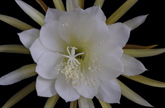 Flower of the cactus Queen of the Night (Selenicereus grandiflorus), studio photo, macro photo,