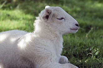 Lamb lying relaxed in the grass and enjoying nature
