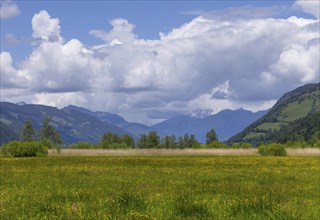 Landscape panorama, spring flowers, Zell am See, Pinzgau