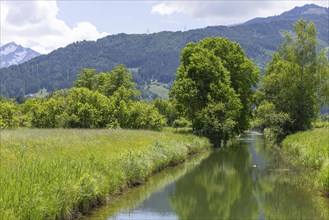 Landscape panorama, spring flowers, brook, Zell am See, Pinzgau