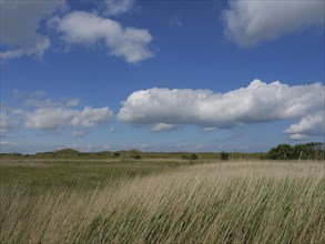 A wide grassy landscape under a blue sky with white clouds, the summery feeling of freedom, Baltrum