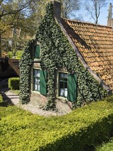 House covered with green ivy, tiled roof and green shutters, rural surroundings, Enkhuizen,