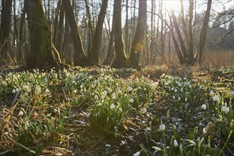 Field of spring snowflakes (Leucojum vernum) blooming in spring, Bavaria, Germany, Europe