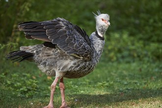 Close-up of a southern screamer (Chauna torquata) in late summer