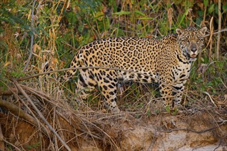 Jaguar (Panthera onca) Pantanal Brazil