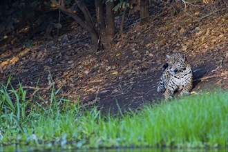 Jaguar (Panthera onca) Pantanal Brazil