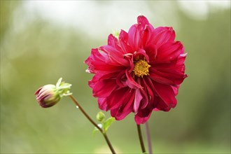 Close-up of a red Dahlia blossom in a garden in summer