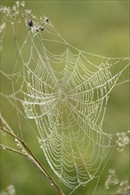 Close-up of a spiderweb in a meadow on early morning in autumn, Bavaria, Germany, Europe