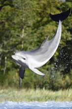 Common bottlenose dolphin (Tursiops truncatus) swimming in the water, captive