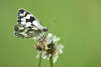 Close-up of a Marbled White (Melanargia galathea) in early summer