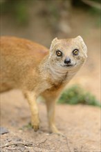 Close-up of a yellow mongoose (Cynictis penicillata) in spring